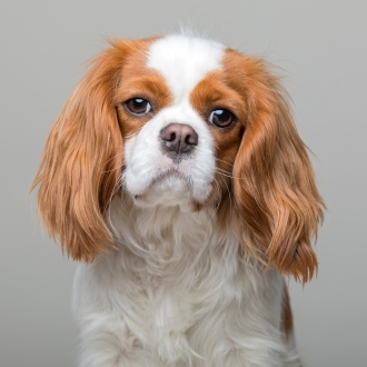 Porträt von Therapiehund Charlie, einem Cavalier King Charles Spaniel mit braun-weißen langen Ohren und treuem Blick, der in der Zahnarztpraxis für Ruhe und Ablenkung sorgt.